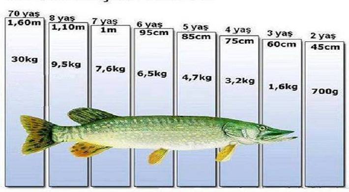 какого размера можно вылавливать рыбу, небольшой величины Какого размера можно вылавливать рыбу + ответственность если ловить небольшой величины